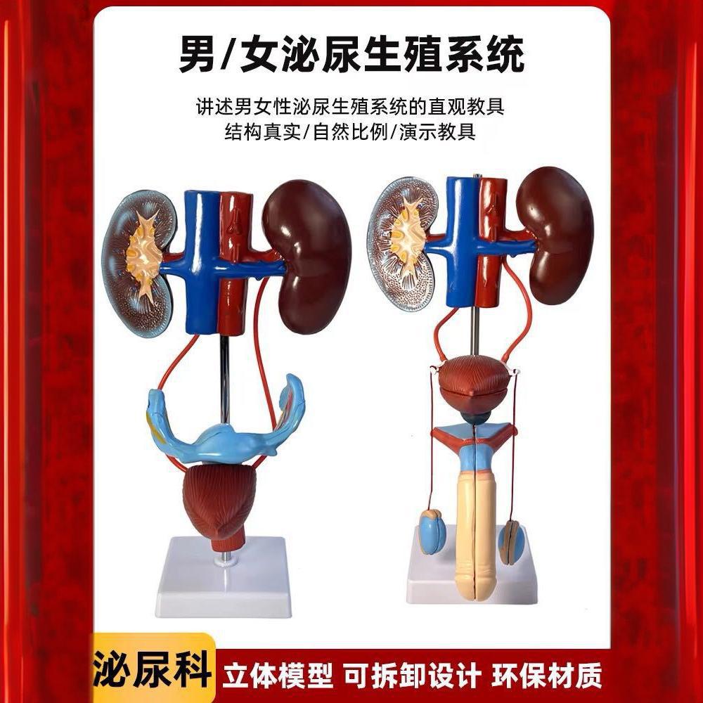 男性泌尿生殖系统解剖模型泌尿系统模型人体泌尿系统解剖模型