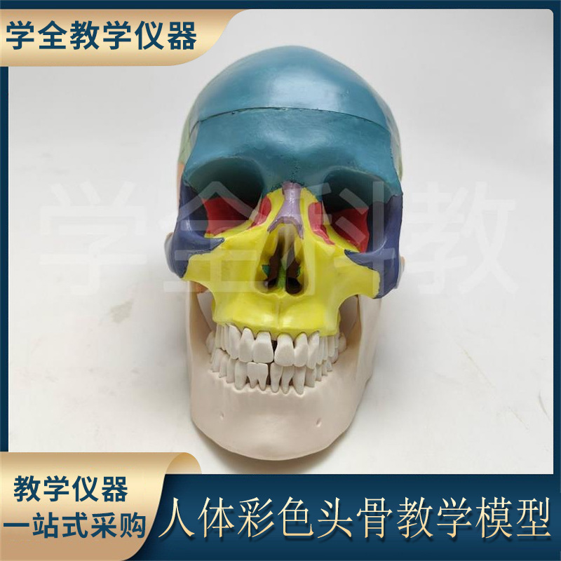 医学可拆卸部件头颅人体彩色头骨教学模型颅骨真美术骷髅头