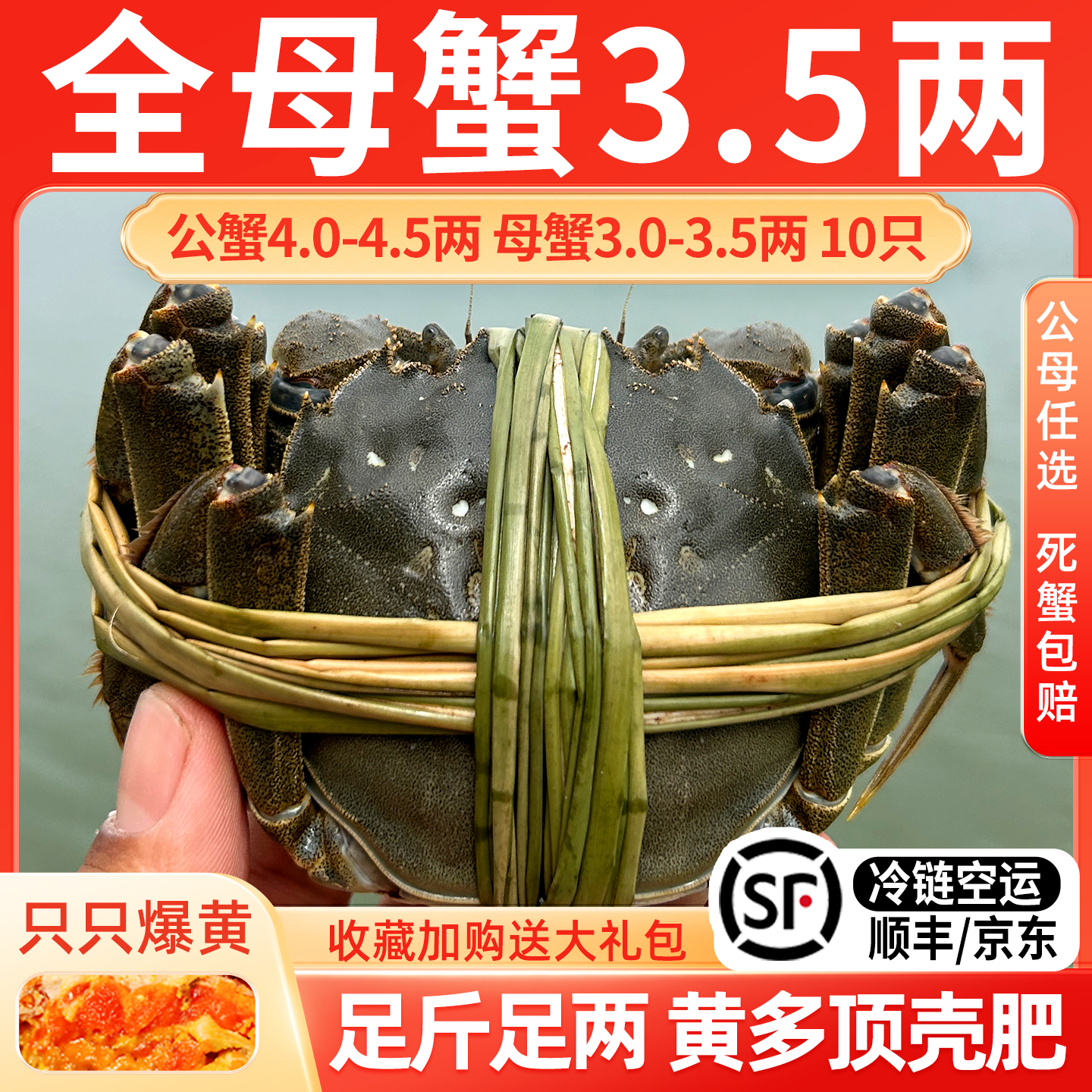 活蟹全母大闸蟹鲜活特大螃蟹