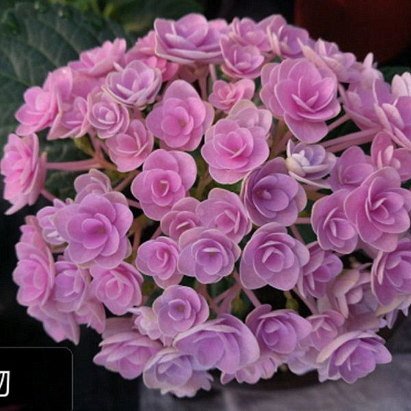 优选园艺大花绣球八仙妖精之瞳y妖精之吻咪咪重瓣绣球盆栽花卉包1