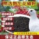 四川汉源花椒籽鸽粮专用麻椒粒喂鸽子赛鸽椒目喂养信鸽花椒籽泡脚