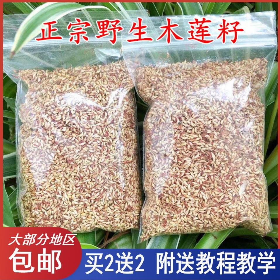 浙江诸暨特产木莲豆腐籽