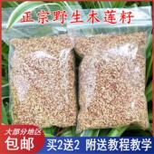 浙江诸暨特产木莲豆腐籽子莲籽冰粉薜荔果籽凉粉籽爱玉籽材料25g