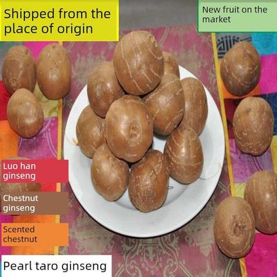 香地栗单县罗汉参香栗参金丝吊葫芦海门香芋地栗子土栾儿【中果】