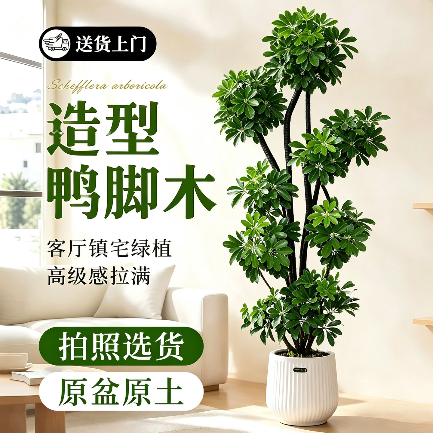 造型鸭脚木大客厅盆栽鹅掌财招财