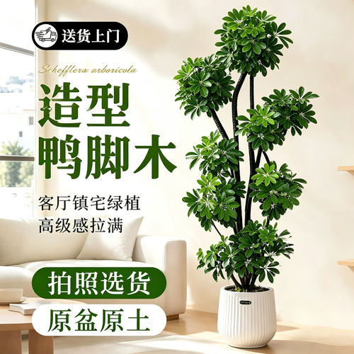 造型鸭脚木大客厅盆栽鹅掌财招财
