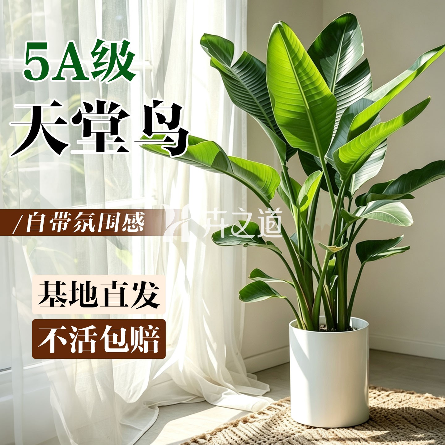 天堂鸟绿植客厅大型物办公图片