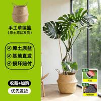 Old-stemmed turtle-back bamboo, living room green plants, potted plants, large floor-standing foliage plants, large-leaf open-back office, shade-loving indoor thumbnail 6