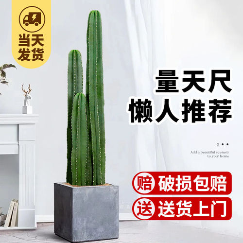 量天尺仙人柱落地好养盆栽