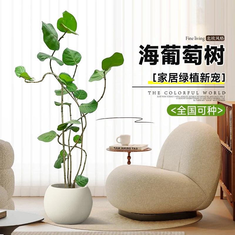 海葡萄绿植室内大型阳台乔图片