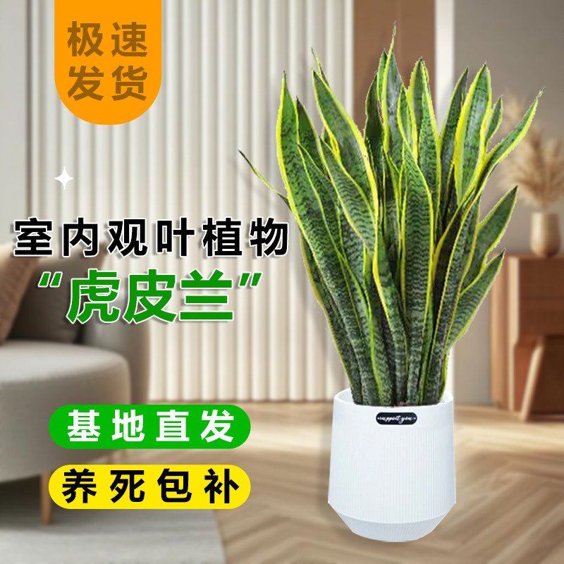 金边虎皮兰盆栽佛手叶客厅大盆栽多肉特大号矮桩绿植净化空气耐旱