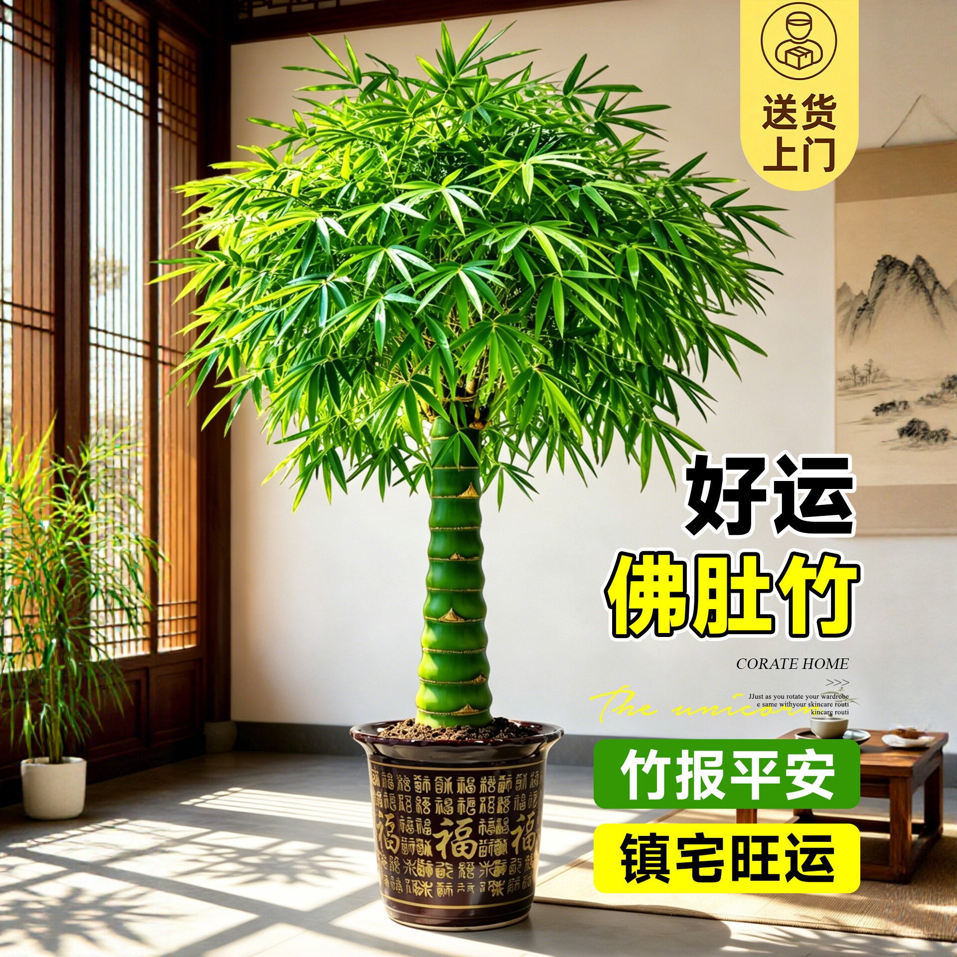 室内大型佛肚竹老桩盆栽
