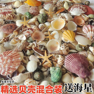 贝壳海螺手工创意画diy幼儿园手工制作送海星鱼缸造景装 饰