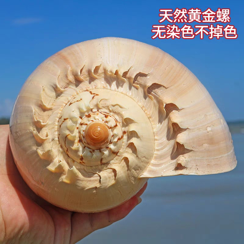 天然黄金螺摆件鱼缸造景
