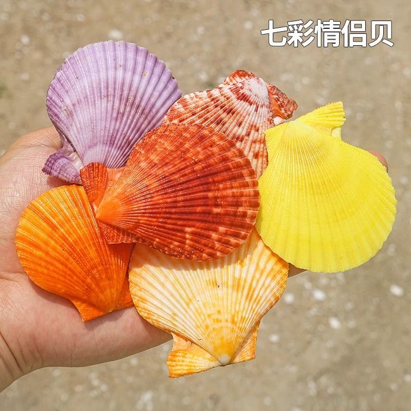 天然小海螺贝壳情侣扇贝墙贴婚庆装饰品鱼缸造景收藏绘画彩色扇贝图片