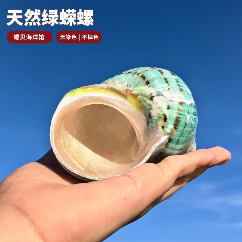 天然海螺贝壳大口径水族鱼缸图片