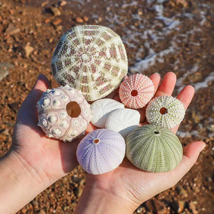 天然海胆芯贝壳海螺创意diy地中海北欧装 饰地台空气凤梨多肉花盆