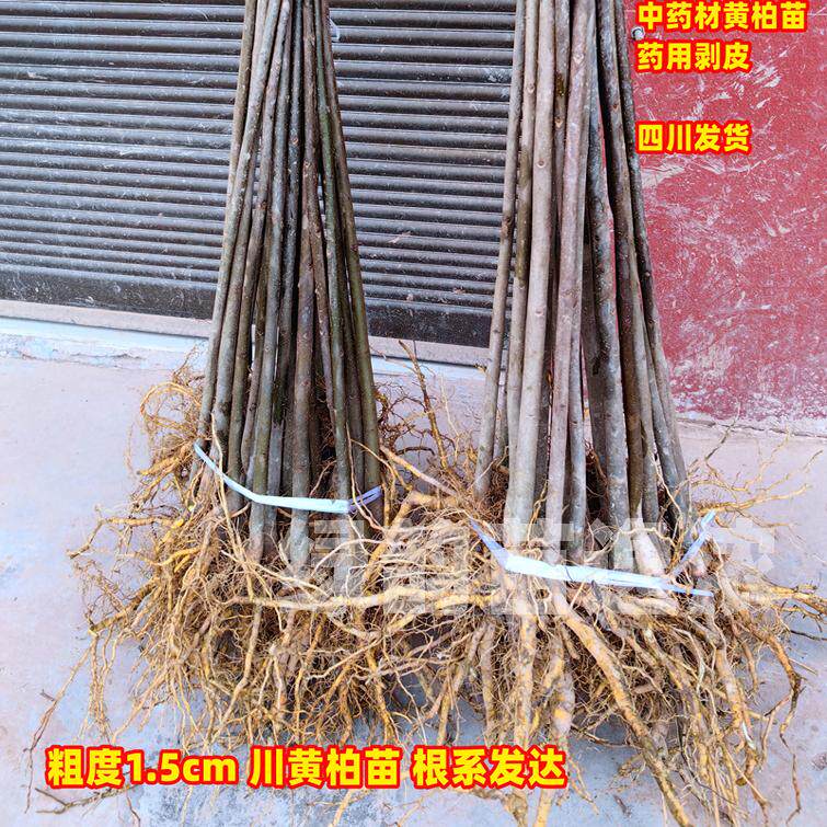 纯正粗皮川黄柏苗黄柏树苗技术
