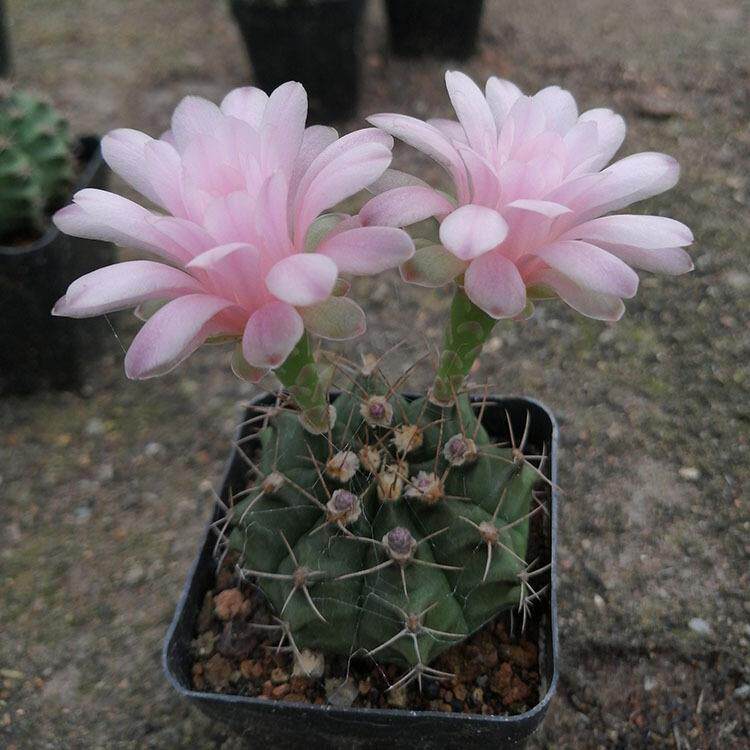 多肉植物仙人球 约3-5cm翠晃冠仙人掌裸根 花卉盆栽绿植仙人