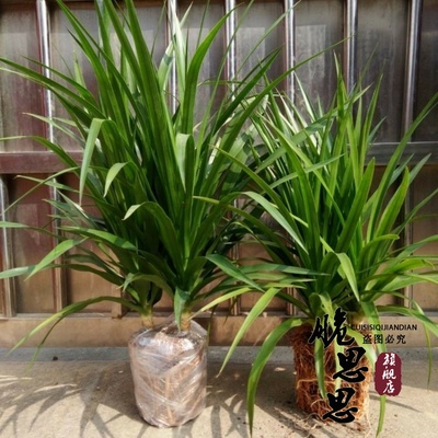 龙须树盆栽香龙血树龙须树苗花卉绿植盆栽龙须树多头植物