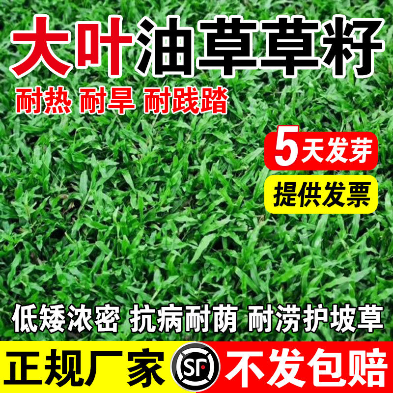 大叶油草草籽大叶油草草籽耐热抗旱矮生公园绿化四季青草坪草种子