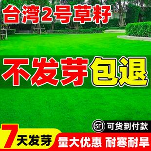 台湾2号草籽草坪种子结缕草矮生四季常青台湾草草种台湾青草种籽