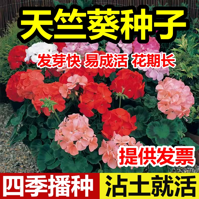 进口直立天竺葵花籽种子F