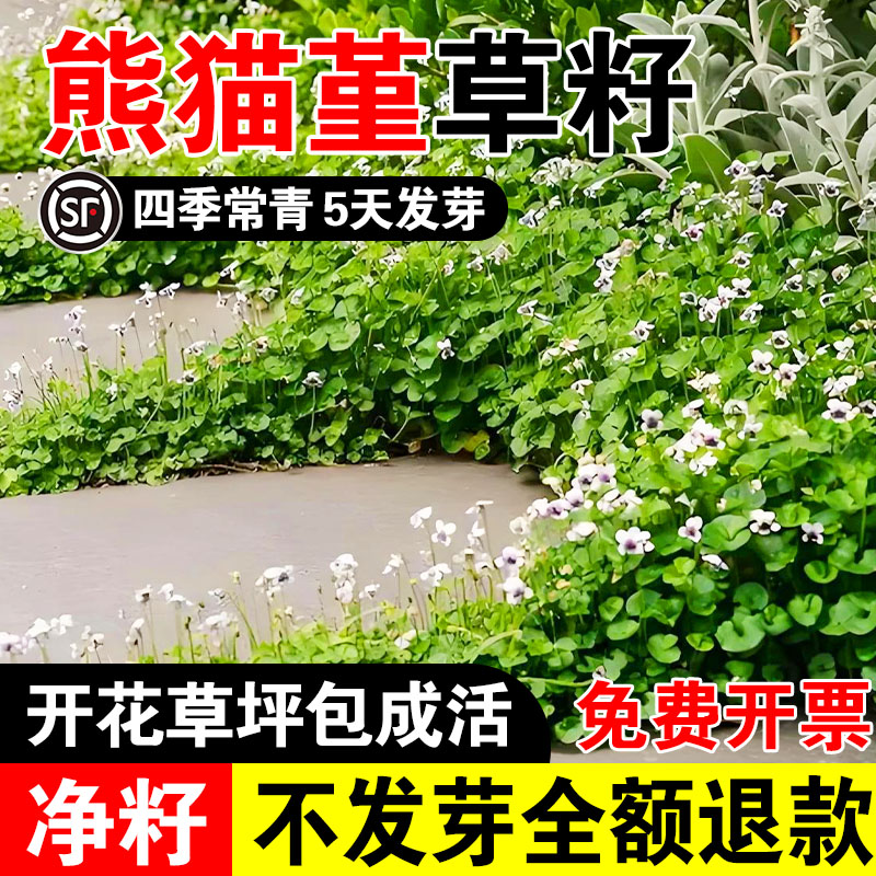 熊猫堇草籽花卉四季常绿多年生草本花园耐阴地被植物宿根耐热庭院