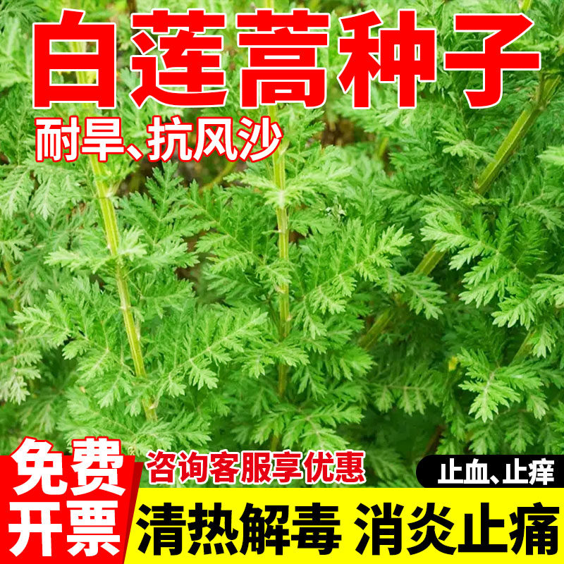 白莲蒿草籽野生白蒿铁杆蒿种子护坡绿化播种常青植物多年生