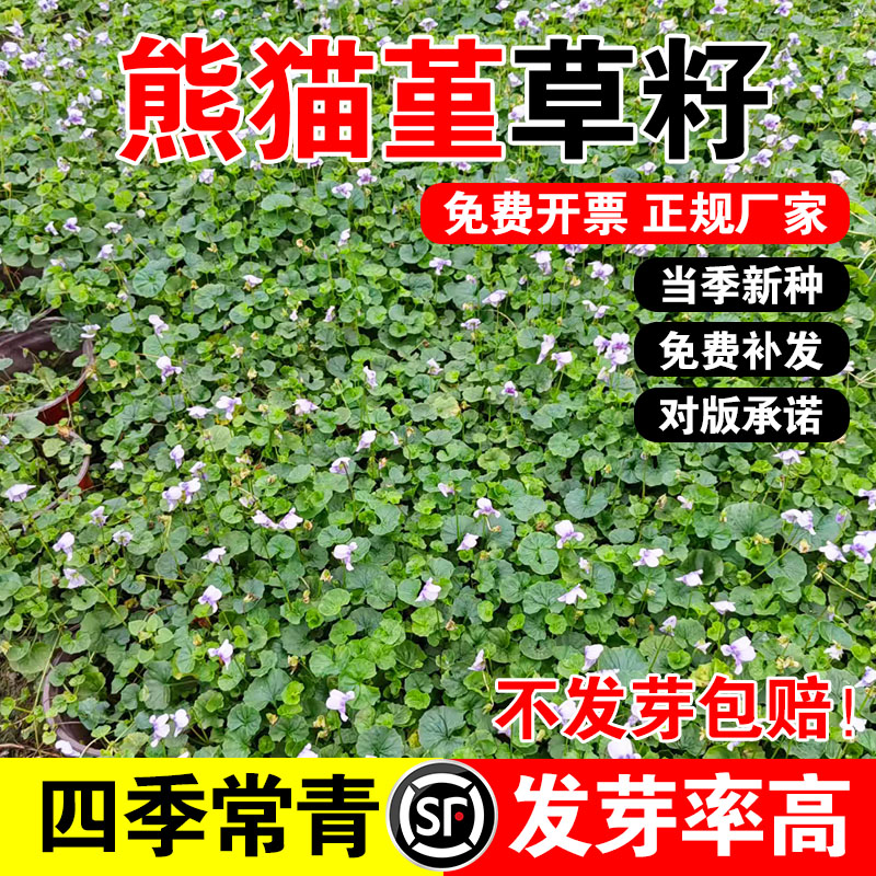 熊猫堇草籽四季多年生草本花卉花园宿根庭院地被植物