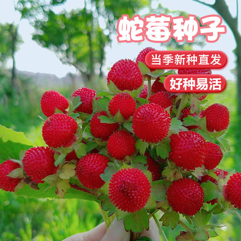 蛇莓种子草坪庭院盆栽观赏种子包邮花籽室内外种植水果种籽