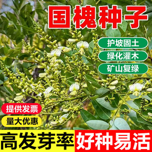 国槐种子速生国槐树种子黄花槐红花槐刺槐种子紫穗槐刺槐树籽