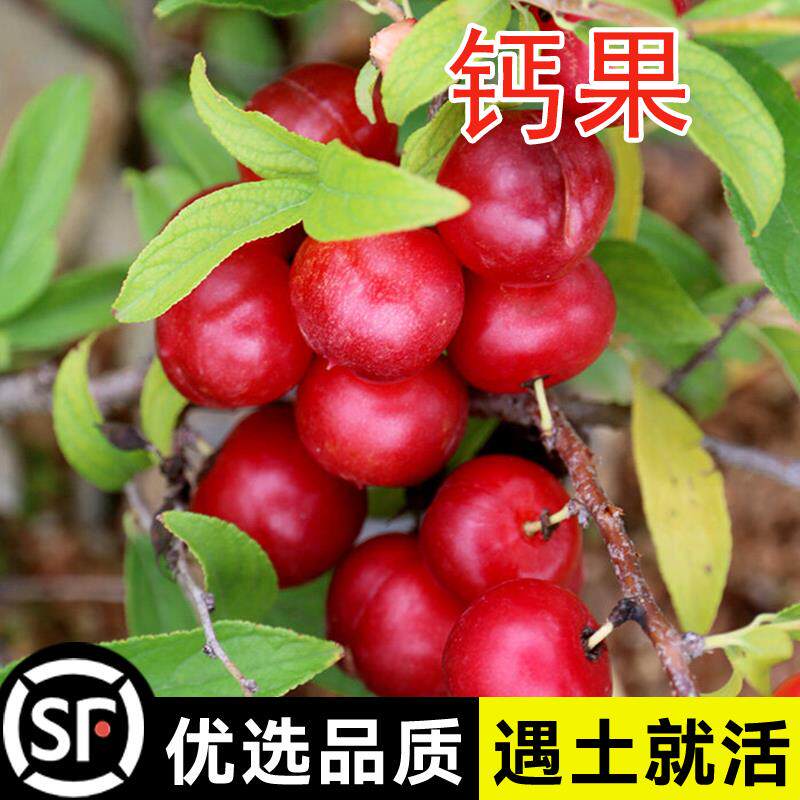 新采钙果种子 高钙果树种子 北方耐寒四季易种活种籽子 欧李种子