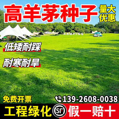 高羊茅草籽种子四季常