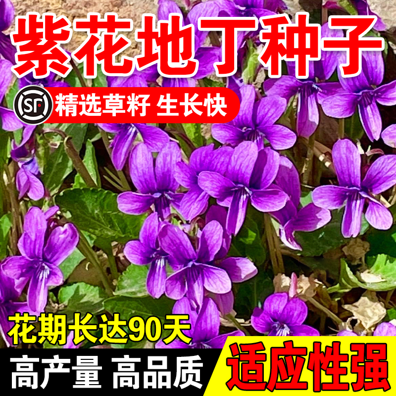 紫花地丁种子耐寒被耐阴多年生花