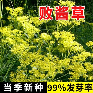 黄花败酱草种子南败酱草苦益菜 苣荬菜苦菜子苦菜苦麻菜种子