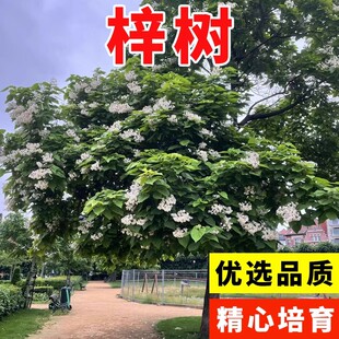 梓树种子花楸水桐河楸黄金树臭槐树梓实梓白皮林木行道路辛树种籽
