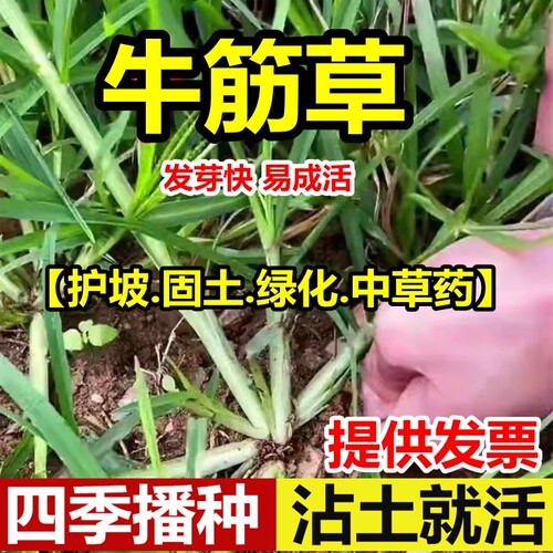 野生牛筋草种子千踏蟋蟀老