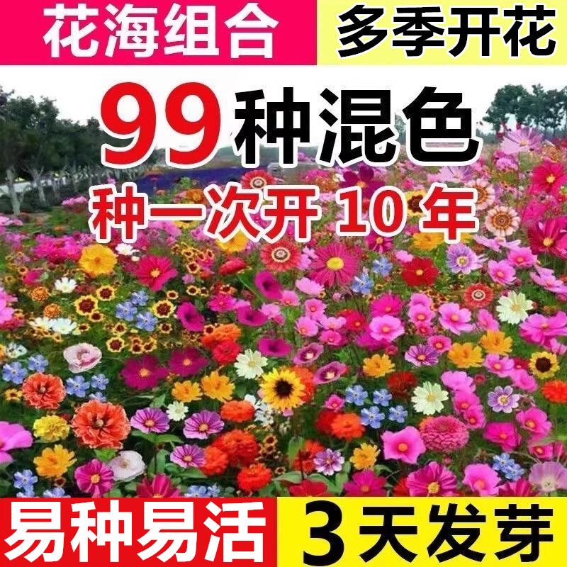 耐寒花种野组合子易种易活