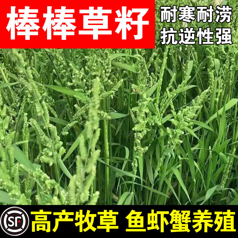 棒棒草小龙虾养殖水草苦梗草水稗籽耐寒挺水水草种籽虾塘草种子