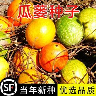 新瓜蒌种子吊瓜子栝楼糖瓜籽落叶爬藤四季盆栽材种籽