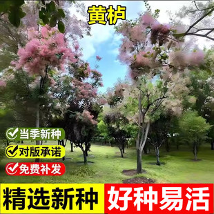 四季种植易活黄栌种子多年生花烟树彩叶树种籽绿化庭院景观观赏苗