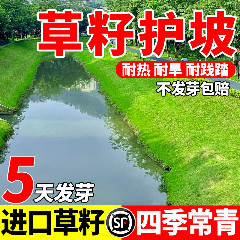 草籽护坡草坪草籽四季常青免修剪耐践踏民宿小区草坪草籽