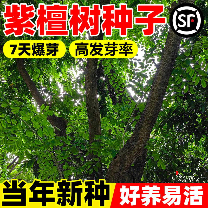 紫檀树种子进口林木种子护坡绿化庭院小叶紫檀木种子种子籽檀香树