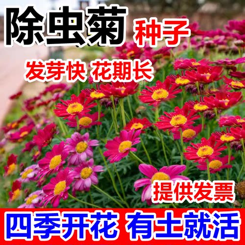 除虫菊种子小雏花籽室内阳