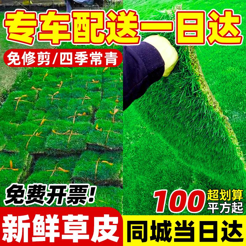 草皮真坪带泥土别墅花园绿