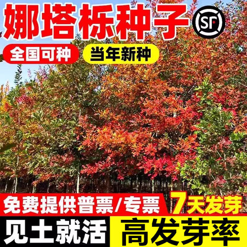 红橡树种籽四季种植好养易活