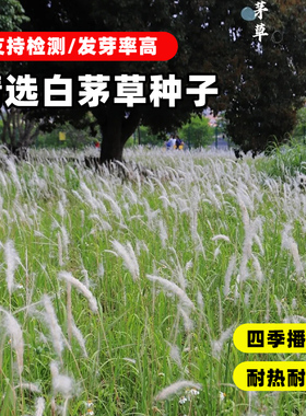 白茅草种子坟头山坡绿化针茅白毛草长镰草响铃墓地种籽四季播易活