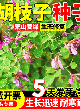 胡枝子槐树种子绿化种植