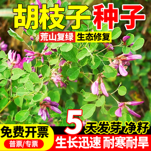 胡枝子草籽刺槐洋槐胡枝子银合欢猪屎紫穗槐树种子绿化植物